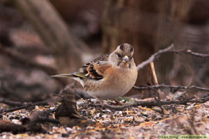 Bergfink, Fringilla montifringilla